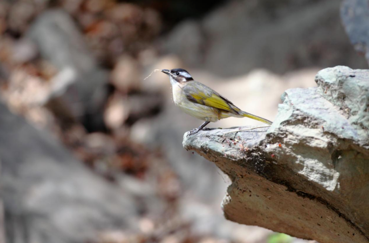 《北京冬季观鸟导赏图》发布
