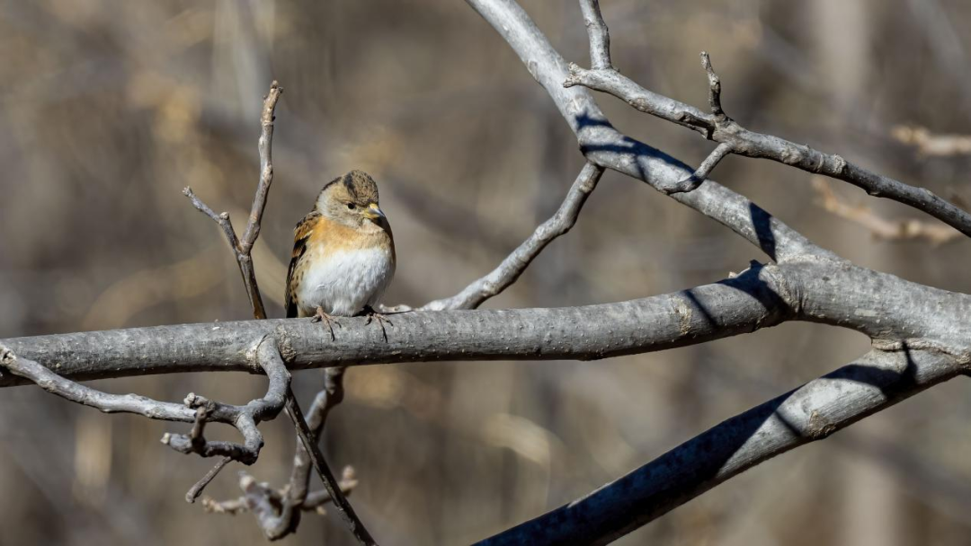 《北京冬季观鸟导赏图》发布