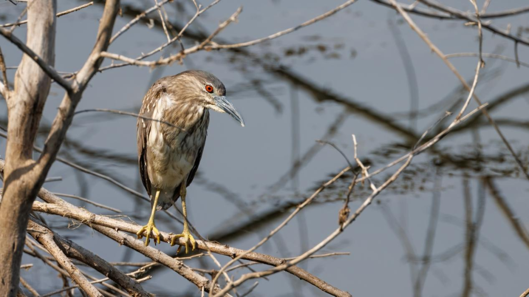 《北京冬季观鸟导赏图》发布