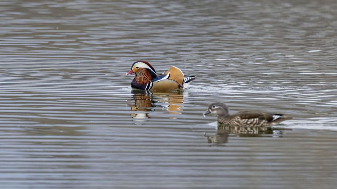 《北京冬季观鸟导赏图》发布