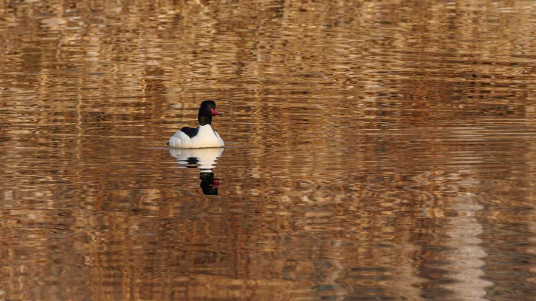 《北京冬季观鸟导赏图》发布