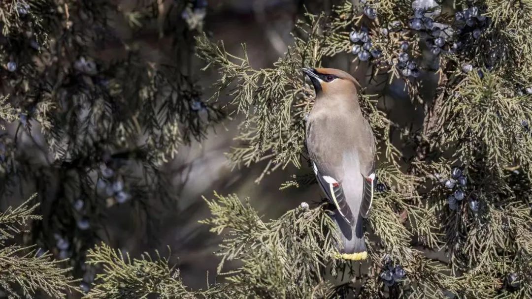 《北京冬季观鸟导赏图》发布