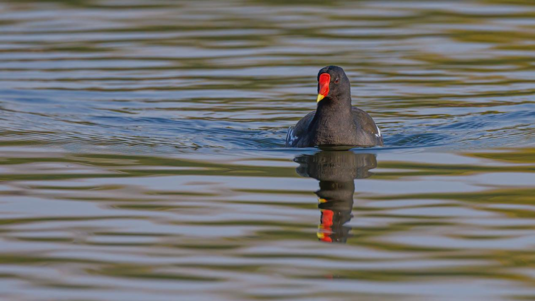 《北京冬季观鸟导赏图》发布