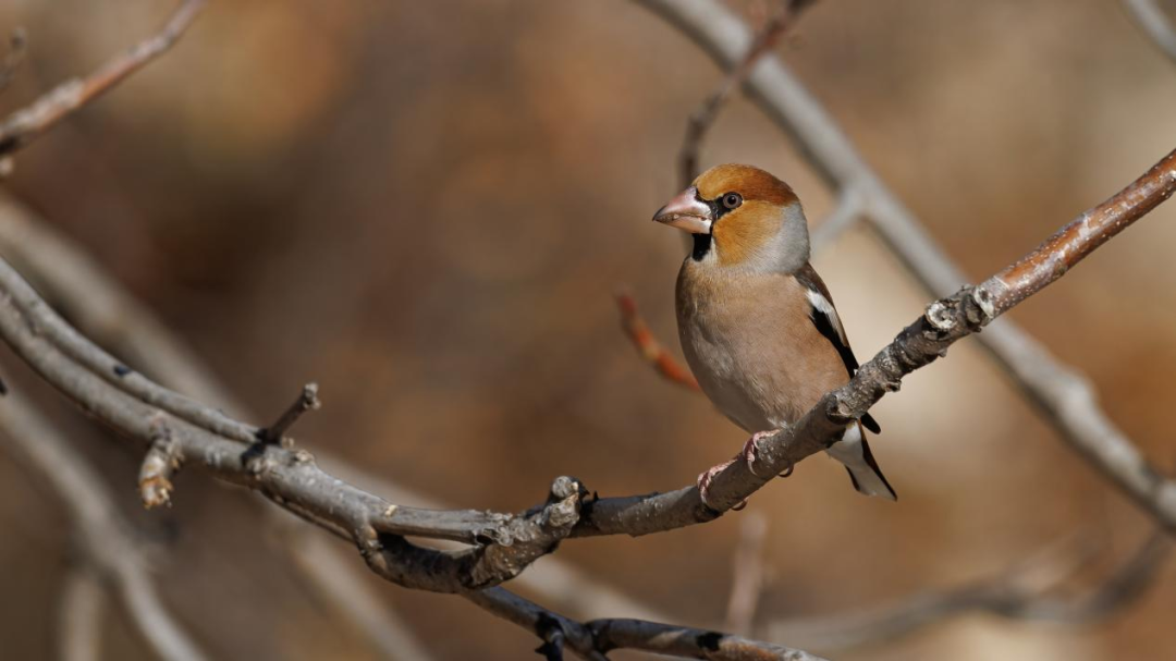 《北京冬季观鸟导赏图》发布