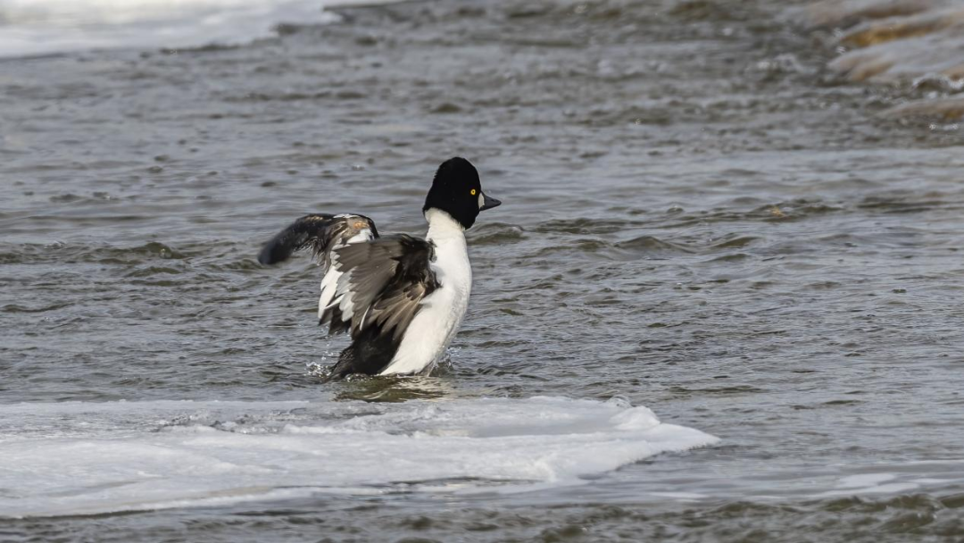 《北京冬季观鸟导赏图》发布