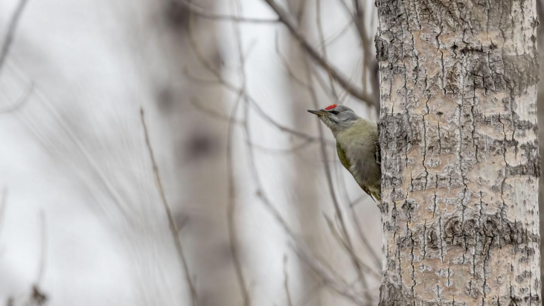 《北京冬季观鸟导赏图》发布