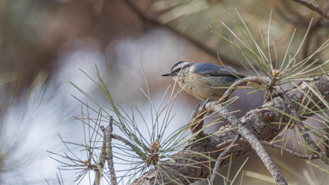 《北京冬季观鸟导赏图》发布