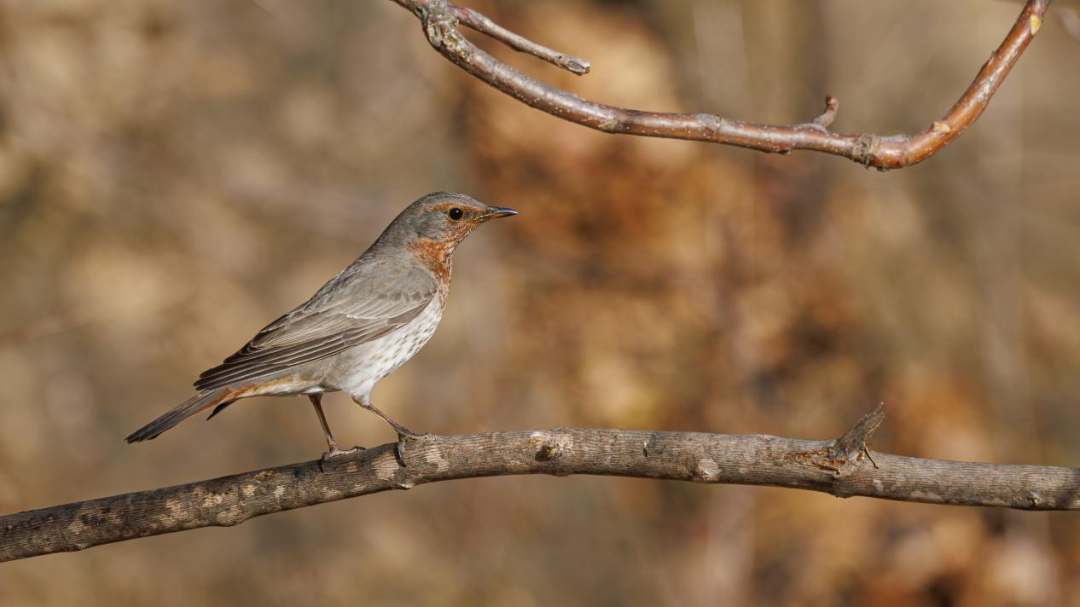 《北京冬季观鸟导赏图》发布