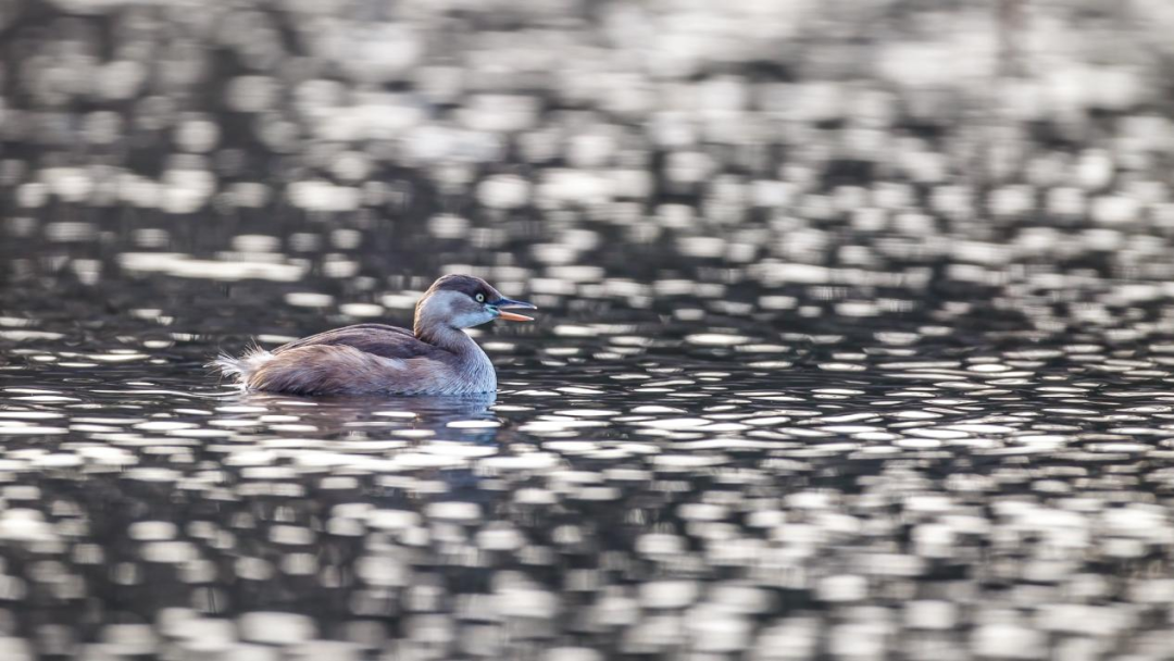 《北京冬季观鸟导赏图》发布