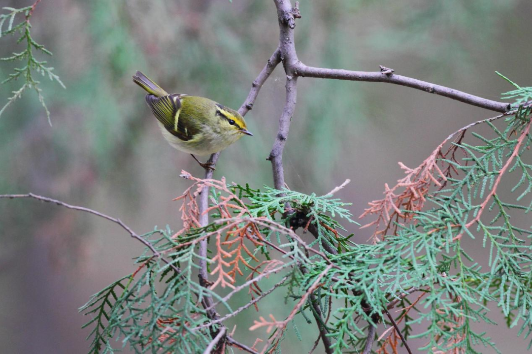 《北京冬季观鸟导赏图》发布
