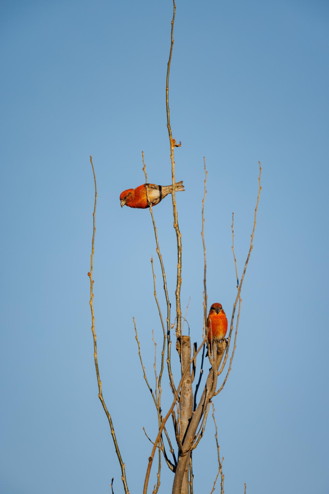 《北京冬季观鸟导赏图》发布