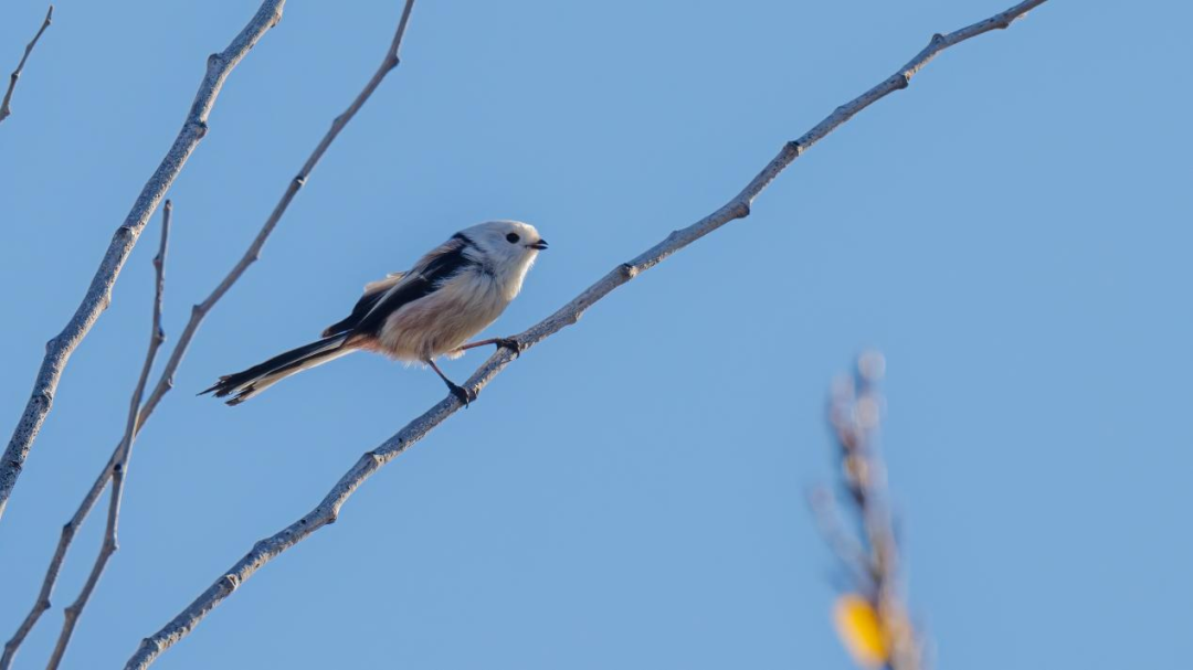 《北京冬季观鸟导赏图》发布