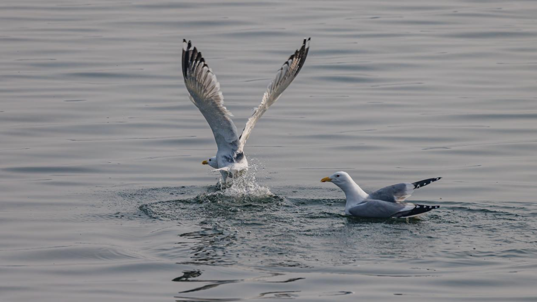《北京冬季观鸟导赏图》发布
