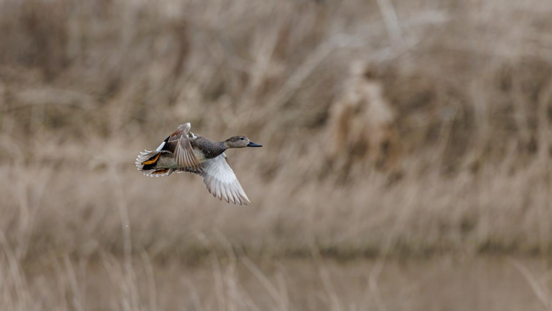 《北京冬季观鸟导赏图》发布