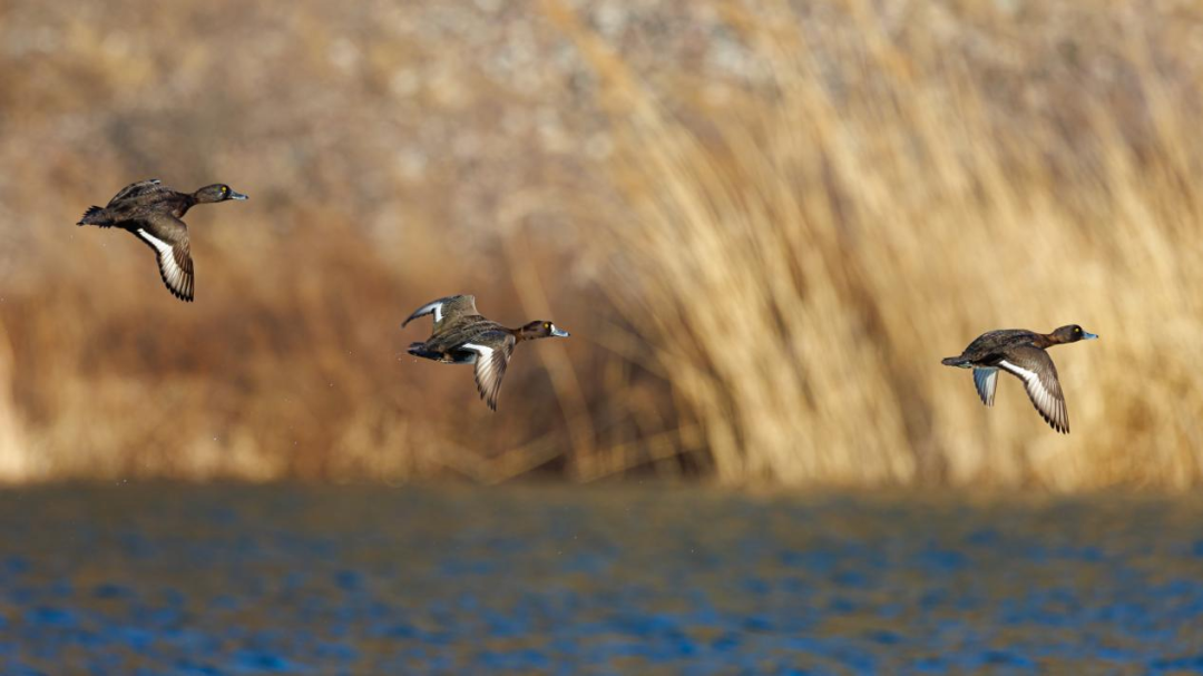 《北京冬季观鸟导赏图》发布