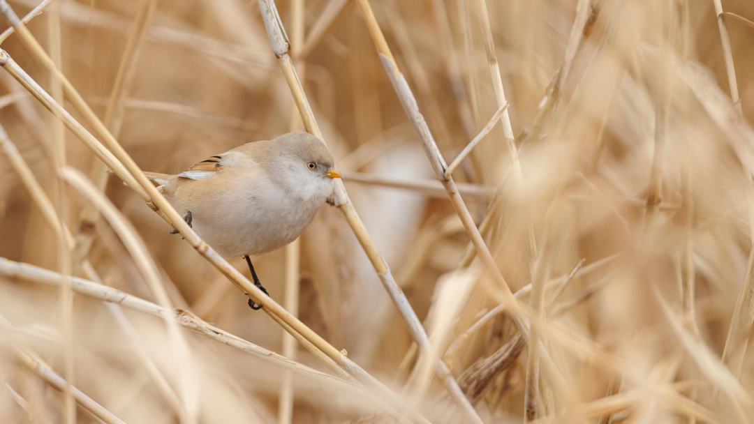 《北京冬季观鸟导赏图》发布