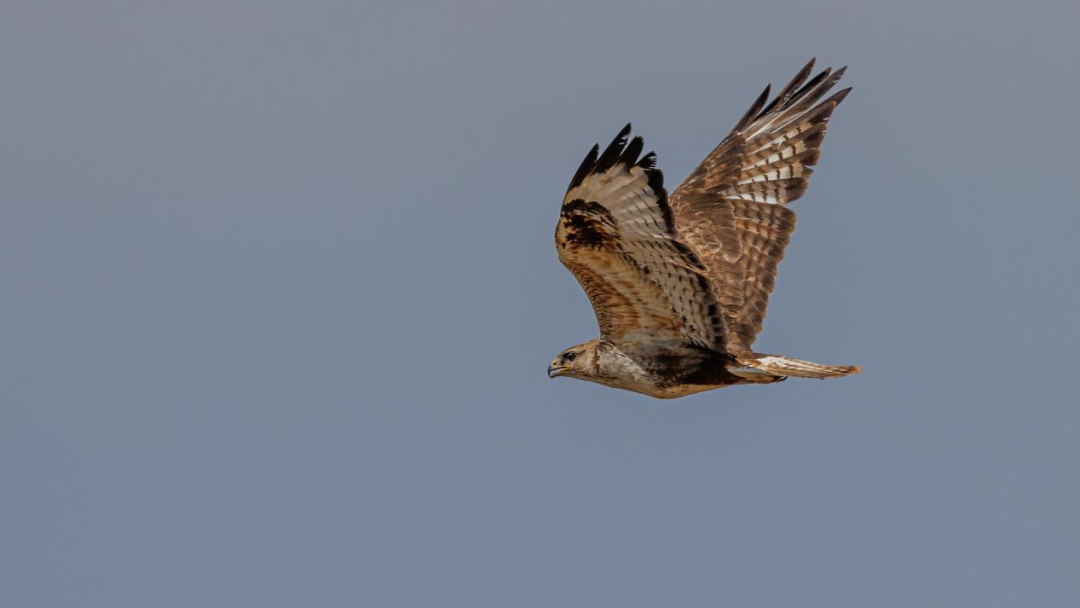 《北京冬季观鸟导赏图》发布