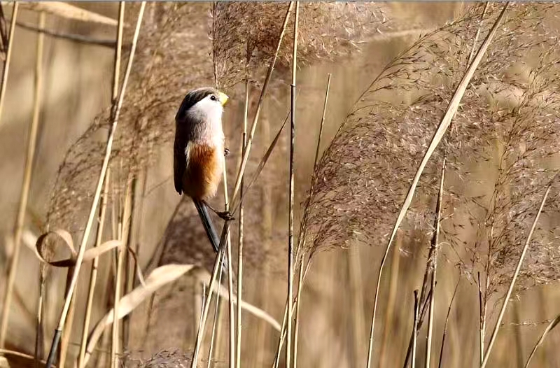 《北京冬季观鸟导赏图》发布