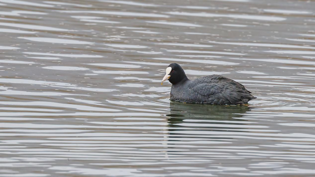 《北京冬季观鸟导赏图》发布