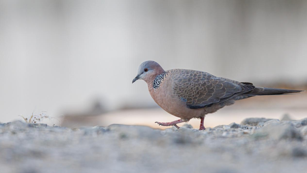 《北京冬季观鸟导赏图》发布