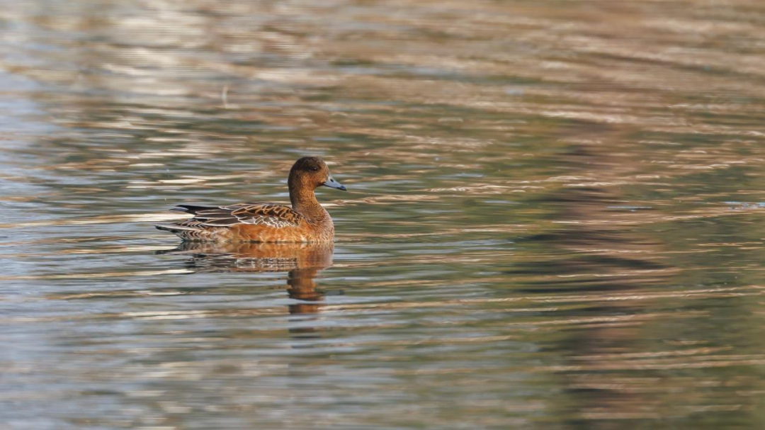 《北京冬季观鸟导赏图》发布