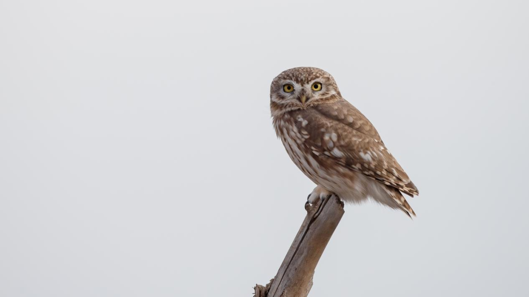 《北京冬季观鸟导赏图》发布