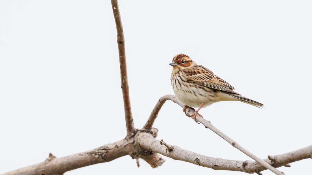 《北京冬季观鸟导赏图》发布