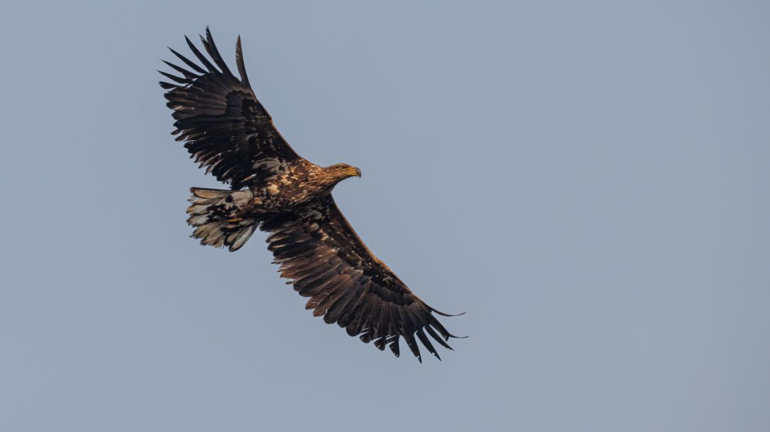《北京冬季观鸟导赏图》发布