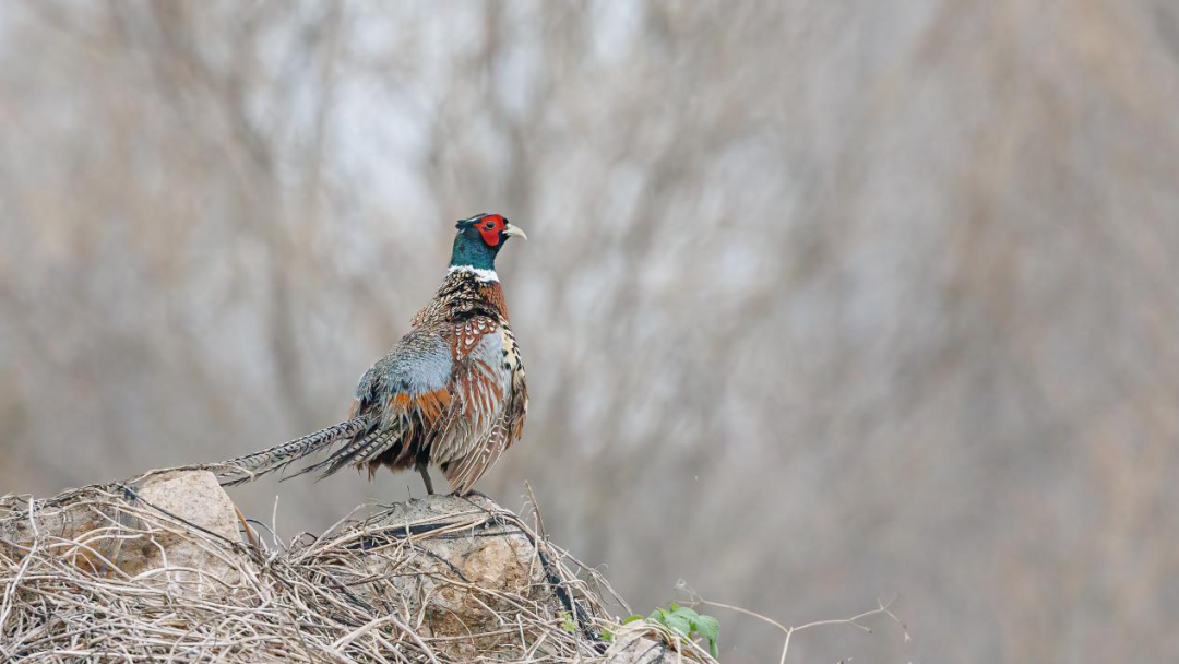 《北京冬季观鸟导赏图》发布