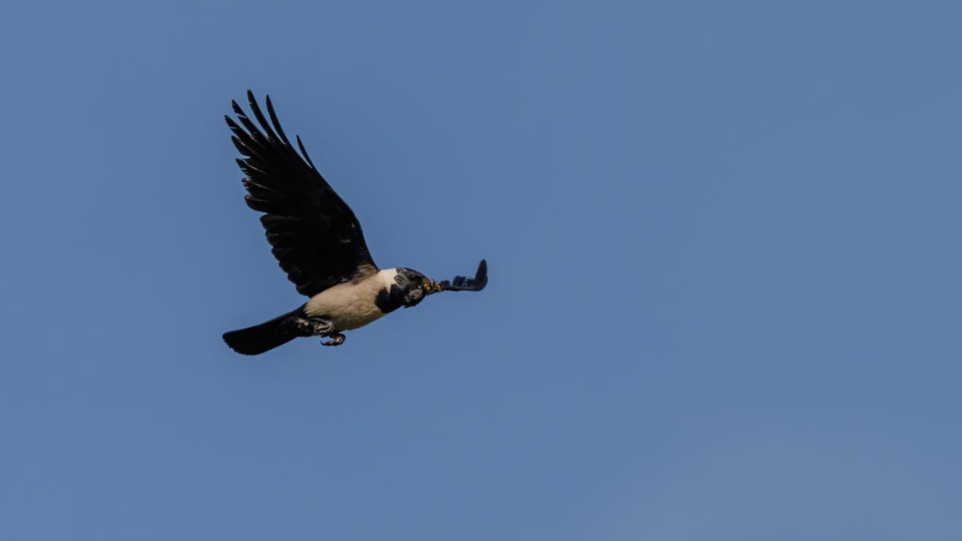 《北京冬季观鸟导赏图》发布