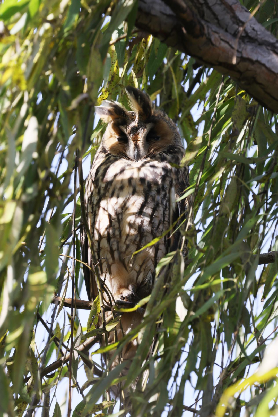 《北京冬季观鸟导赏图》发布