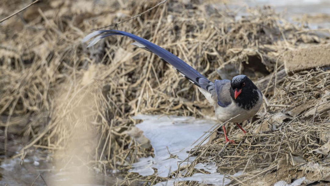 《北京冬季观鸟导赏图》发布