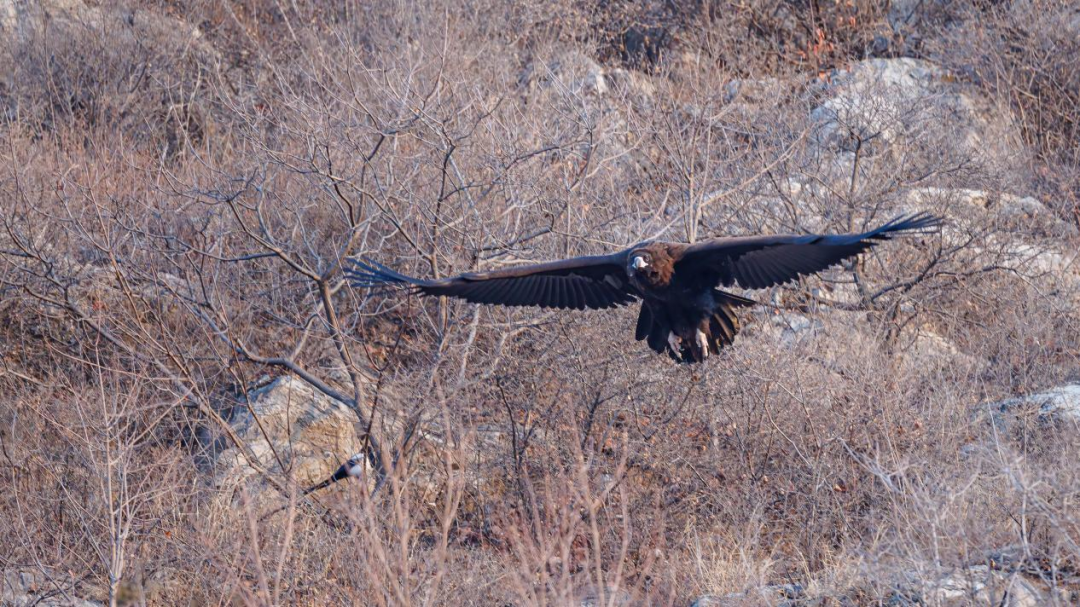 《北京冬季观鸟导赏图》发布