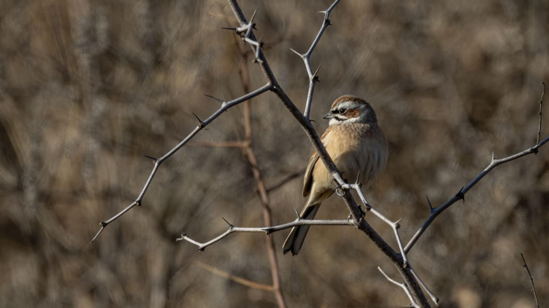 《北京冬季观鸟导赏图》发布