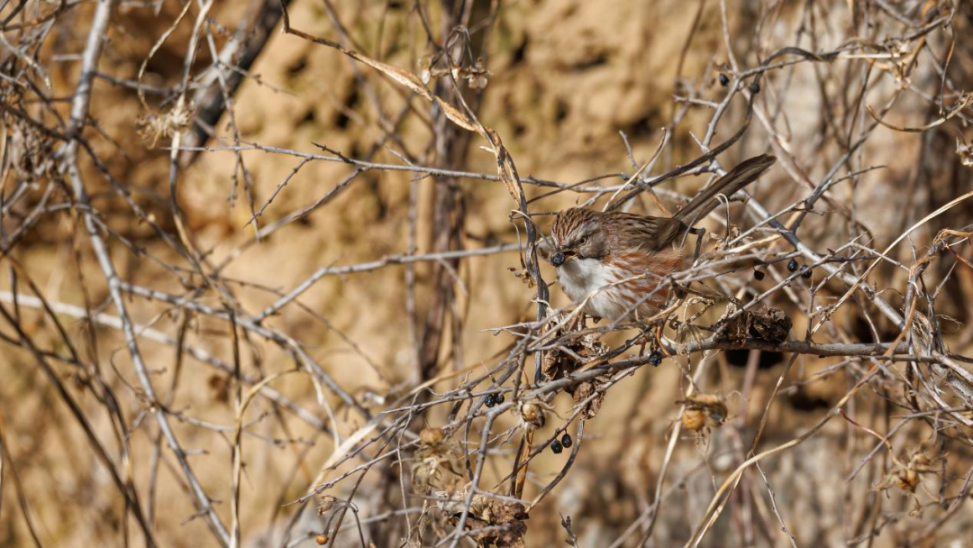 《北京冬季观鸟导赏图》发布