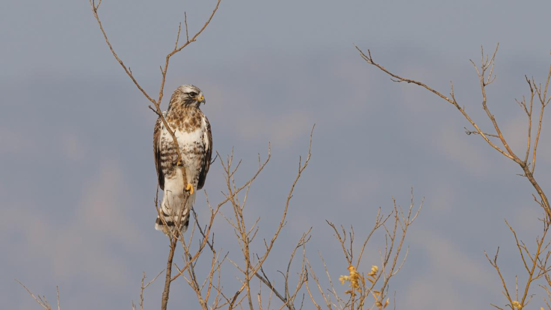《北京冬季观鸟导赏图》发布