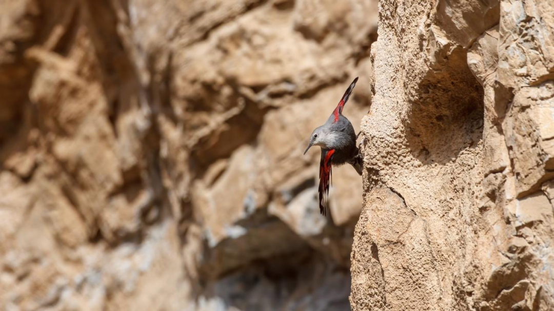 《北京冬季观鸟导赏图》发布