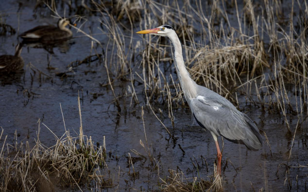 《北京冬季观鸟导赏图》发布