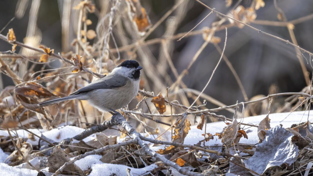 《北京冬季观鸟导赏图》发布