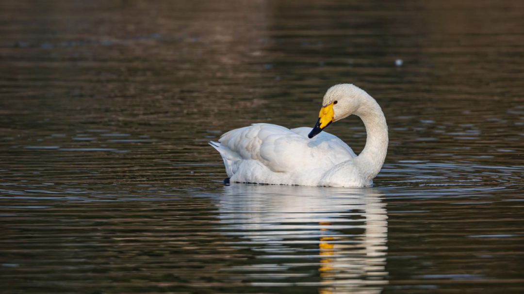 《北京冬季观鸟导赏图》发布