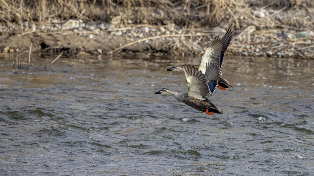《北京冬季观鸟导赏图》发布