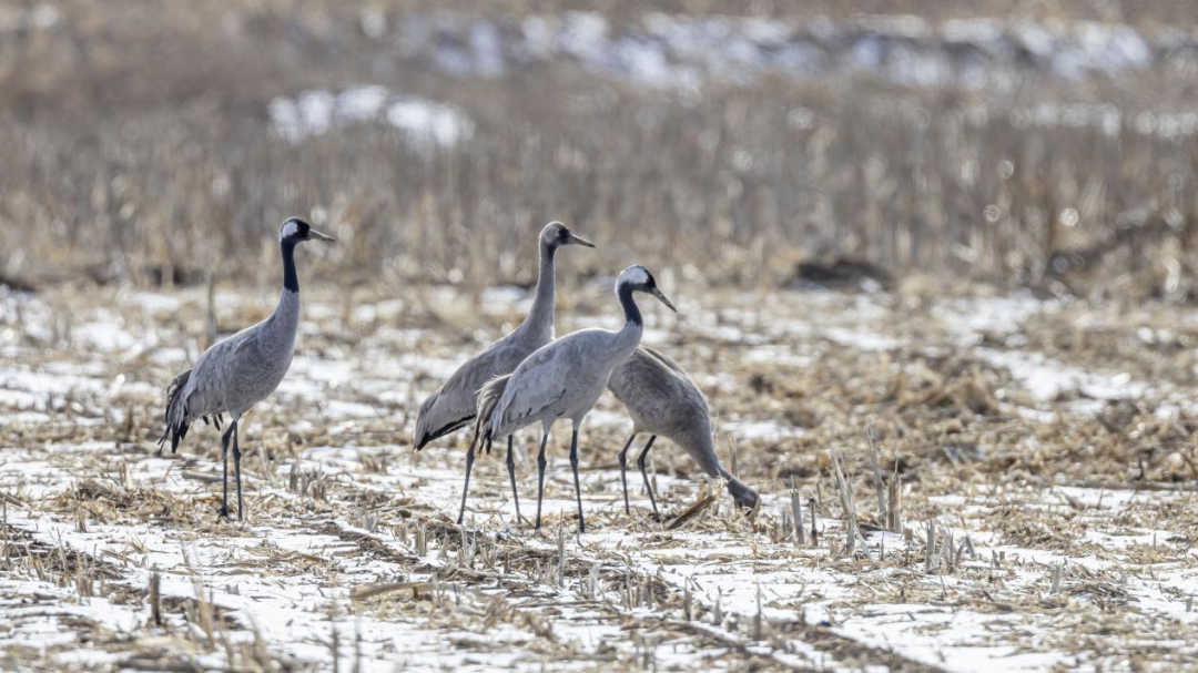《北京冬季观鸟导赏图》发布