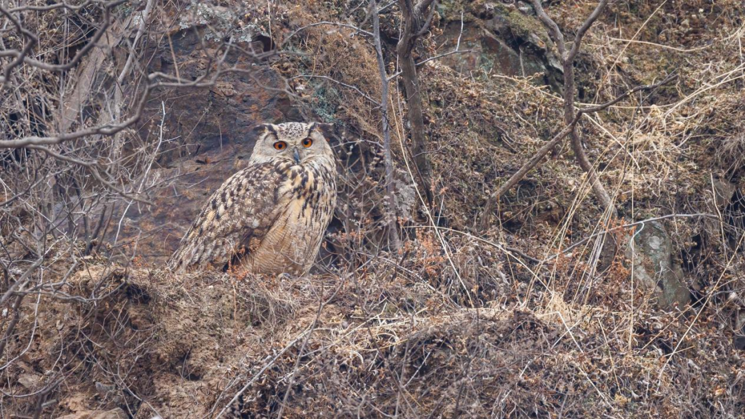 《北京冬季观鸟导赏图》发布