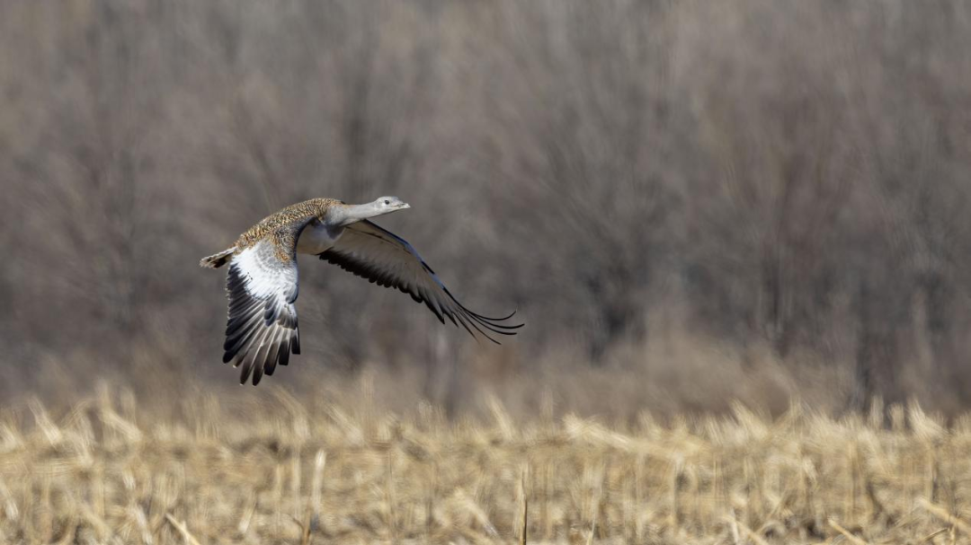 《北京冬季观鸟导赏图》发布