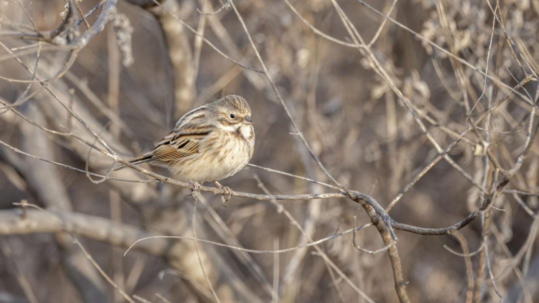 《北京冬季观鸟导赏图》发布