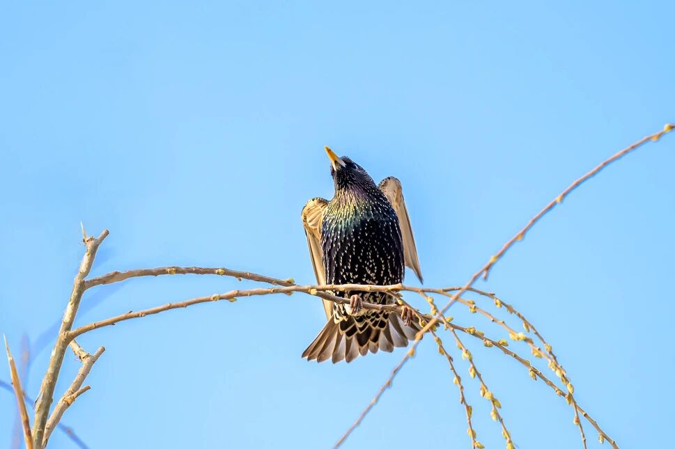 首次现身！南苑森林湿地公园观测到紫翅椋鸟