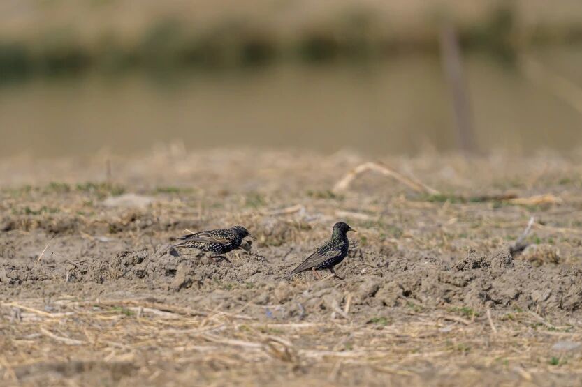 首次现身！南苑森林湿地公园观测到紫翅椋鸟