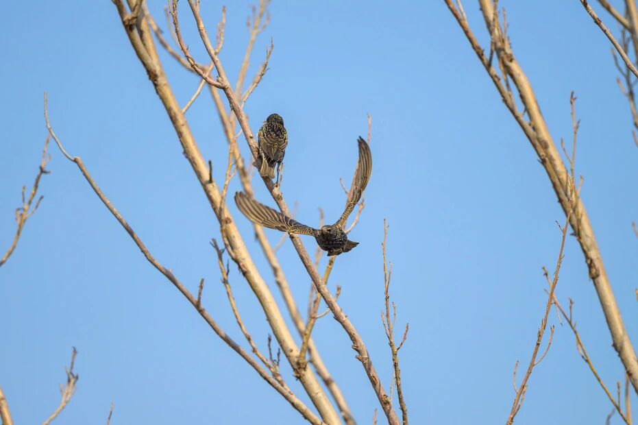 首次现身！南苑森林湿地公园观测到紫翅椋鸟
