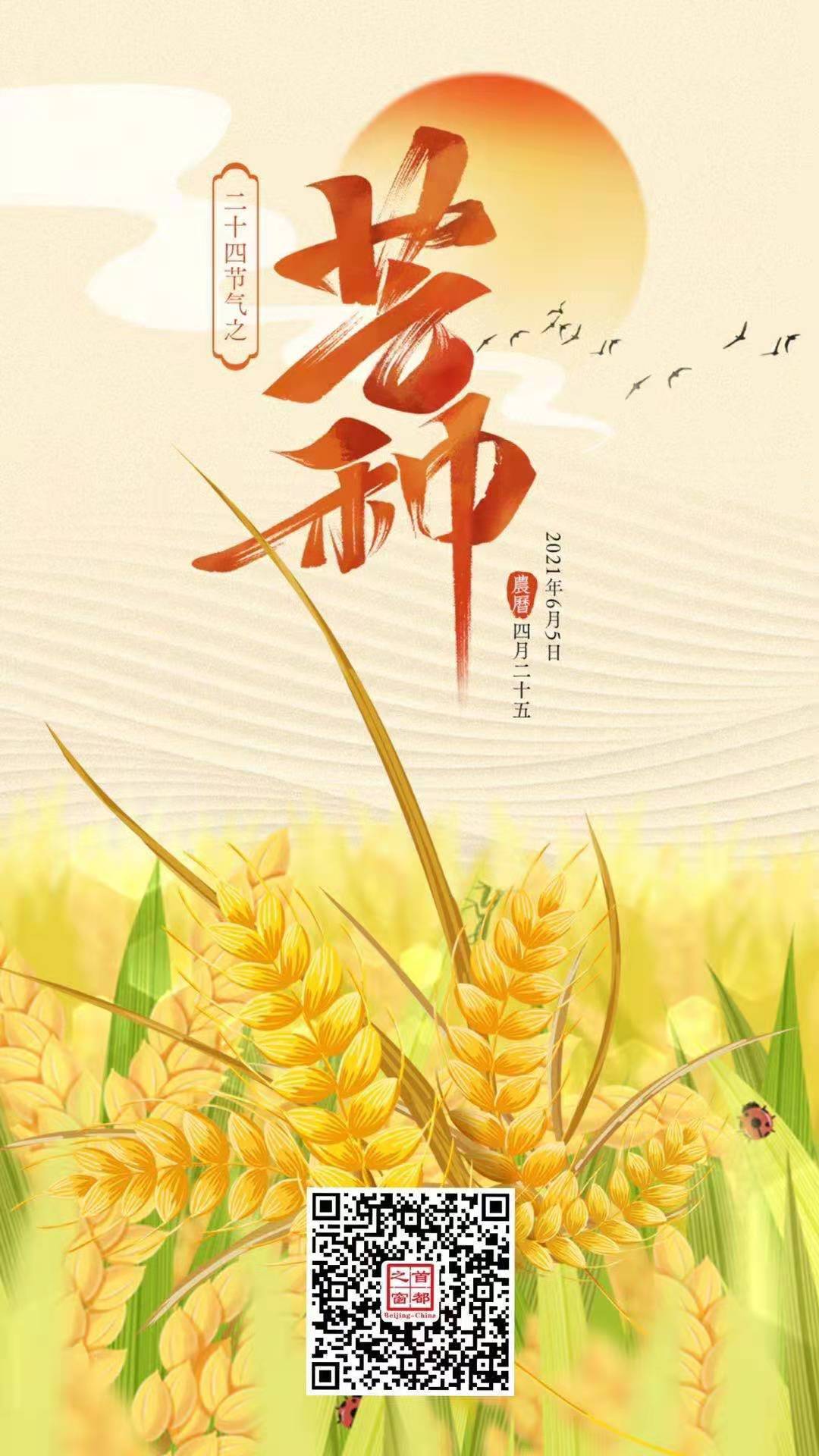 芒种.jpg