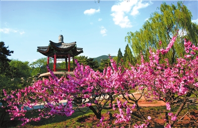 特色：最美桃花仙
